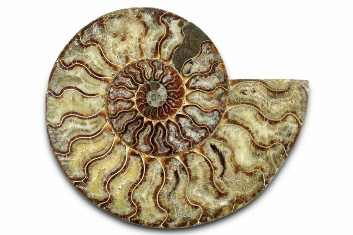 Cut & Polished Ammonite Fossil (Half) - Madagascar #347829